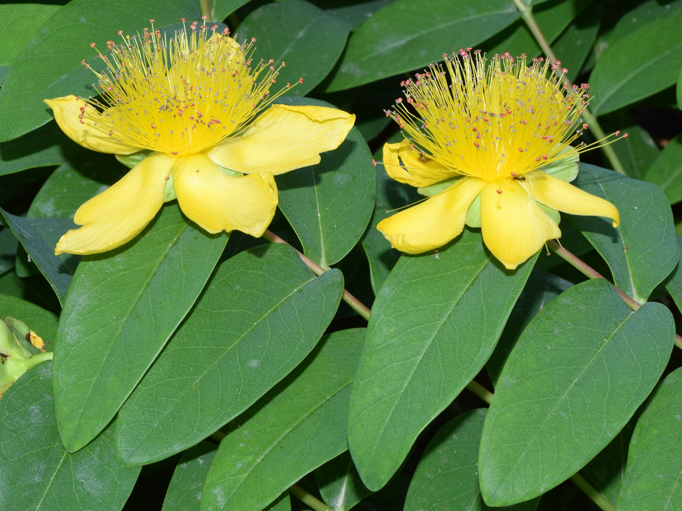 Изображение особи Hypericum calycinum.