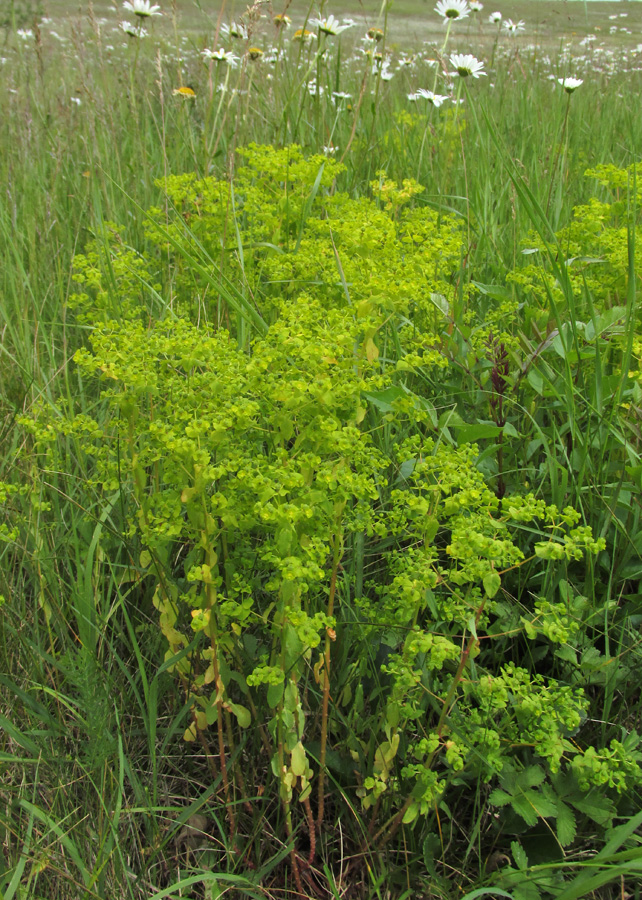Image of Euphorbia stricta specimen.