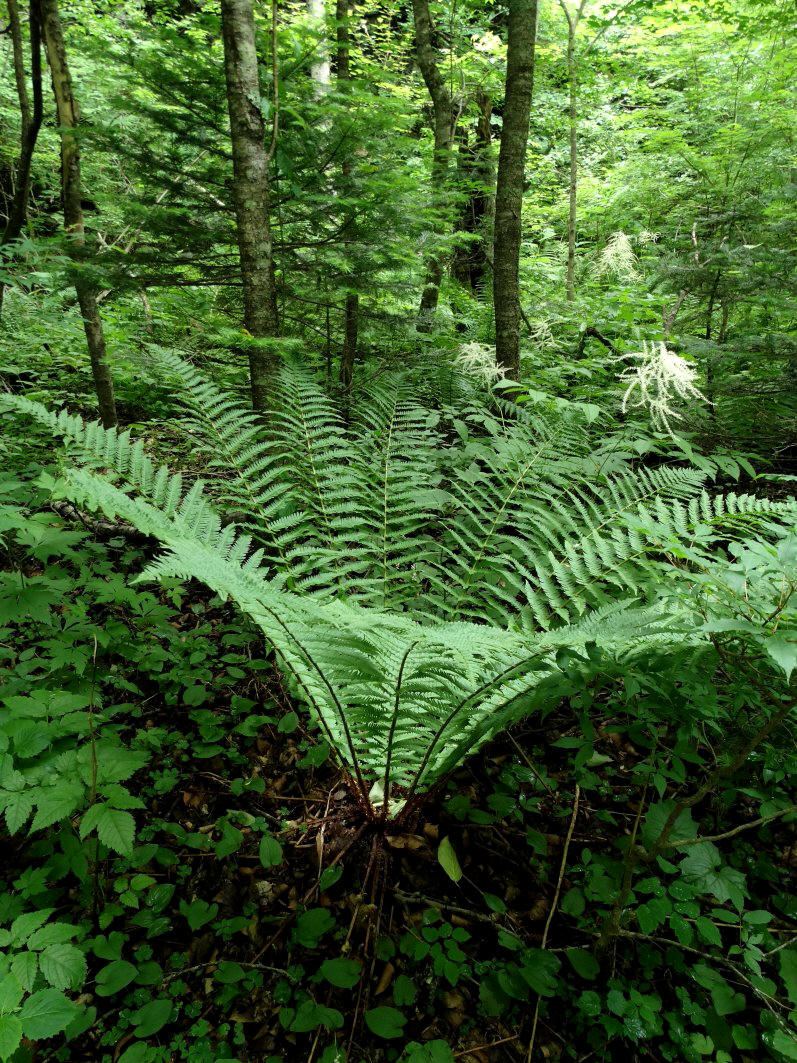 Изображение особи Dryopteris crassirhizoma.