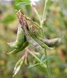 Vicia cracca. Соплодие с созревающими плодами. Московская обл., Одинцовский р-н, г. Звенигород, лев. берег Москвы-реки, разнотравный луг. 06.09.2015.