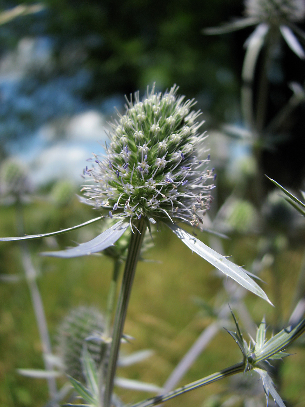 Изображение особи Eryngium planum.