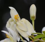 Image of taxon representative. Author is Татьяна Мальчинская
