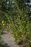 Oenothera rubricaulis. Плодоносящее растение на краю заброшенного участка шоссе. Ленинградская обл., окр. ст. Бронка. 08.08.2009.