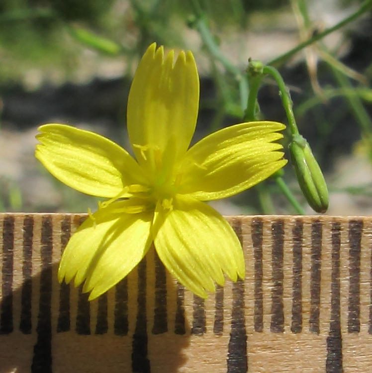 Image of Mycelis muralis specimen.