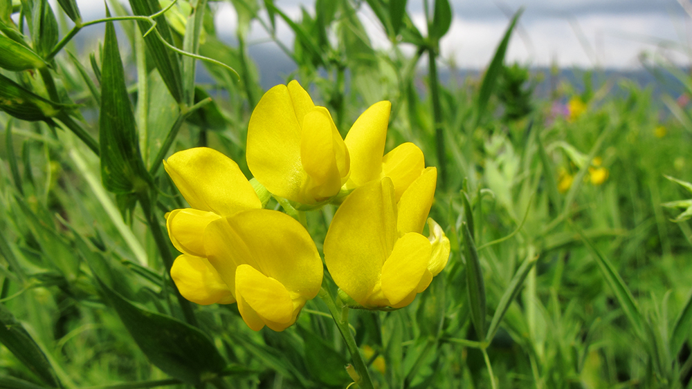 Изображение особи Lathyrus pratensis.