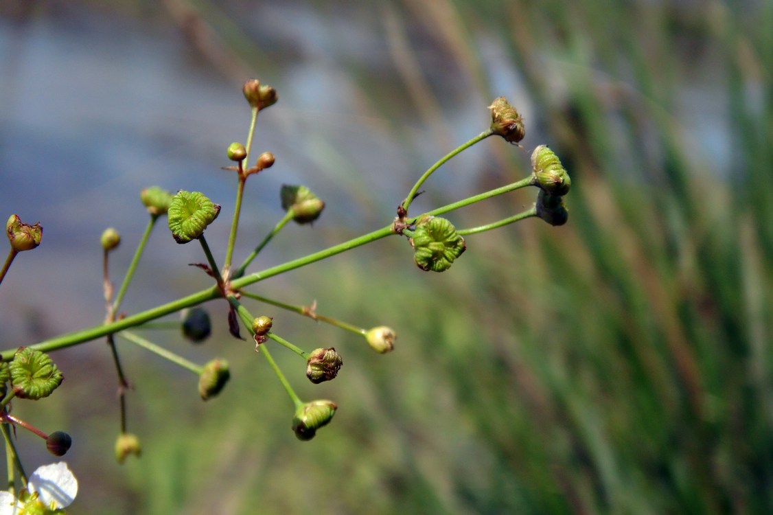 Image of Alisma plantago-aquatica specimen.