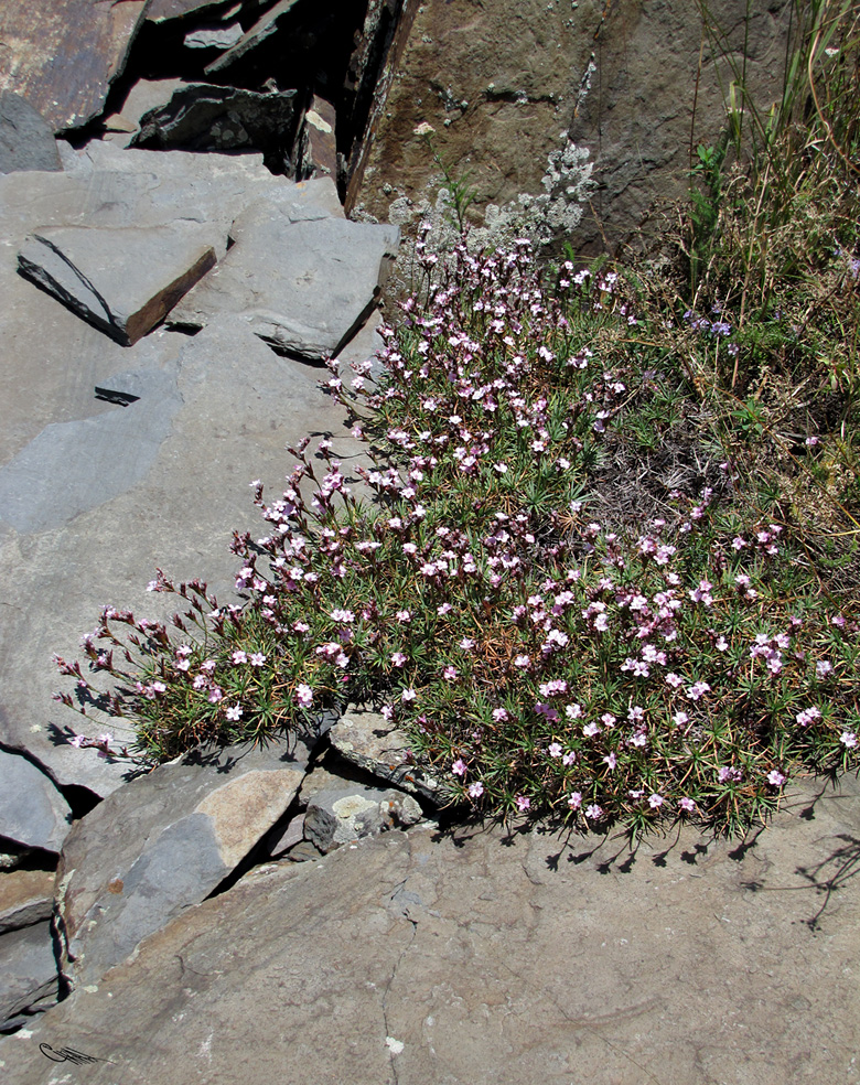 Image of Acantholimon alberti specimen.