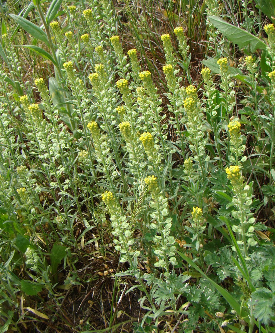 Image of Alyssum turkestanicum var. desertorum specimen.