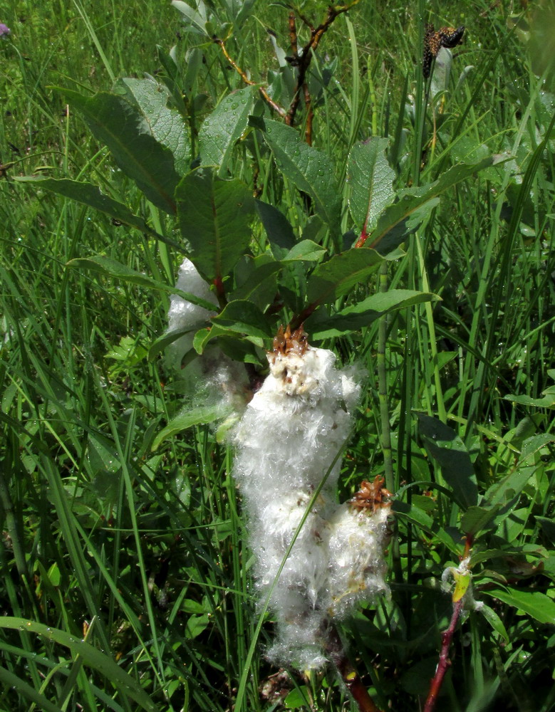 Image of Salix hastata specimen.