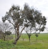 genus Eucalyptus