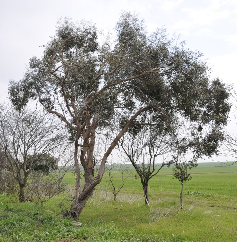 Изображение особи род Eucalyptus.