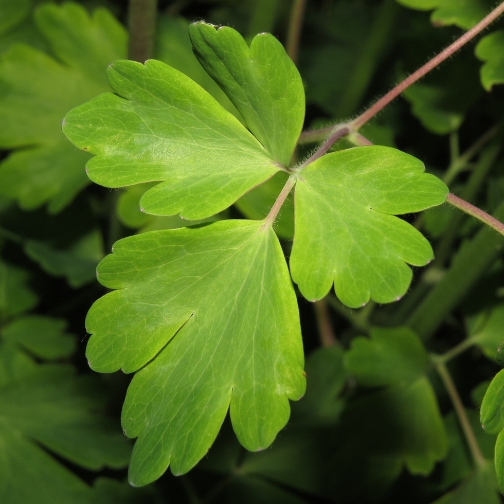 Image of Aquilegia vulgaris specimen.