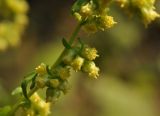genus Artemisia