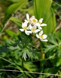 Anemonastrum fasciculatum. Верхушка побега с соцветием. Северная Осетия, Ирафский р-н, долина р. Гебидон, ≈ 2500 м н.у.м., альпийский луг. 07.07.2016.