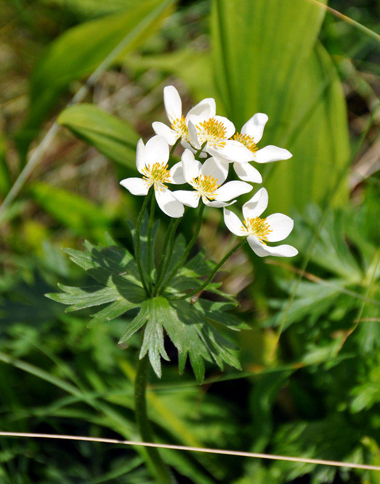 Image of Anemonastrum fasciculatum specimen.