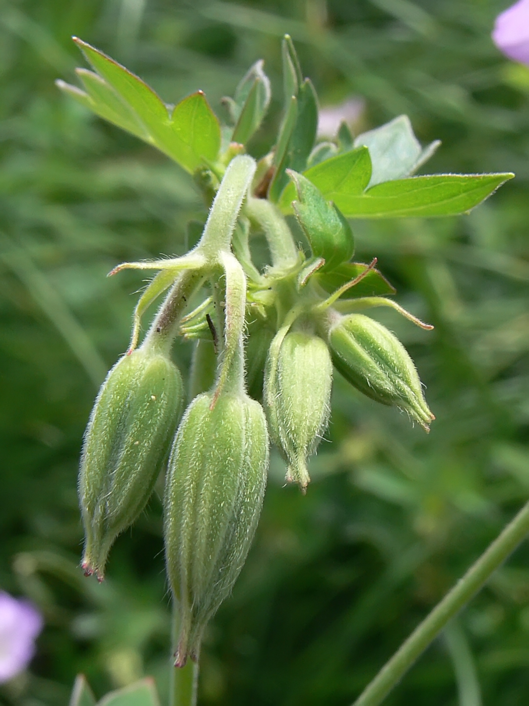 Image of Geranium wlassovianum specimen.