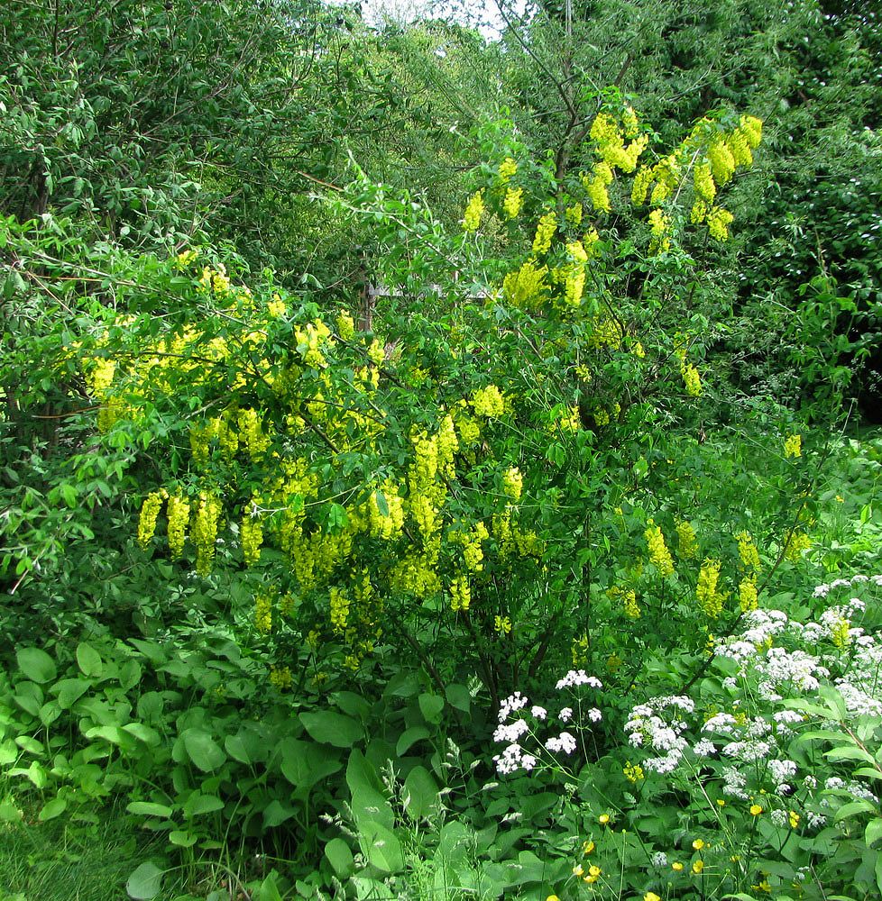 Image of Laburnum alpinum specimen.