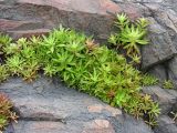 Orostachys maximowiczii