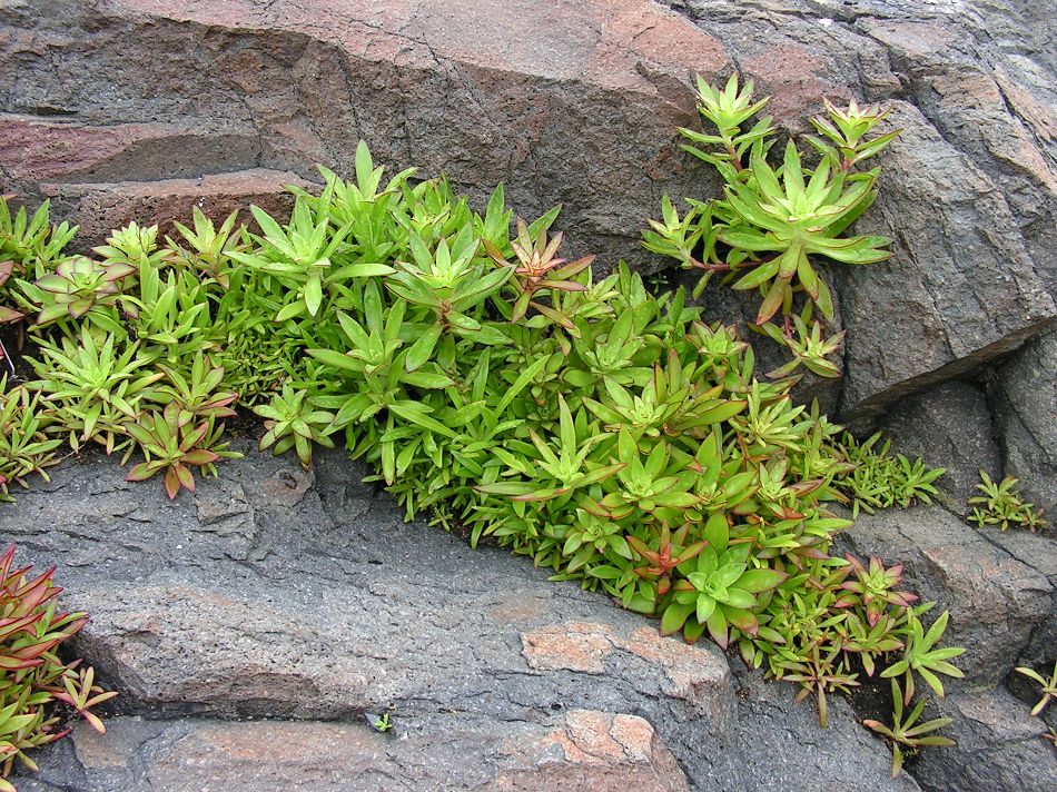 Изображение особи Orostachys maximowiczii.