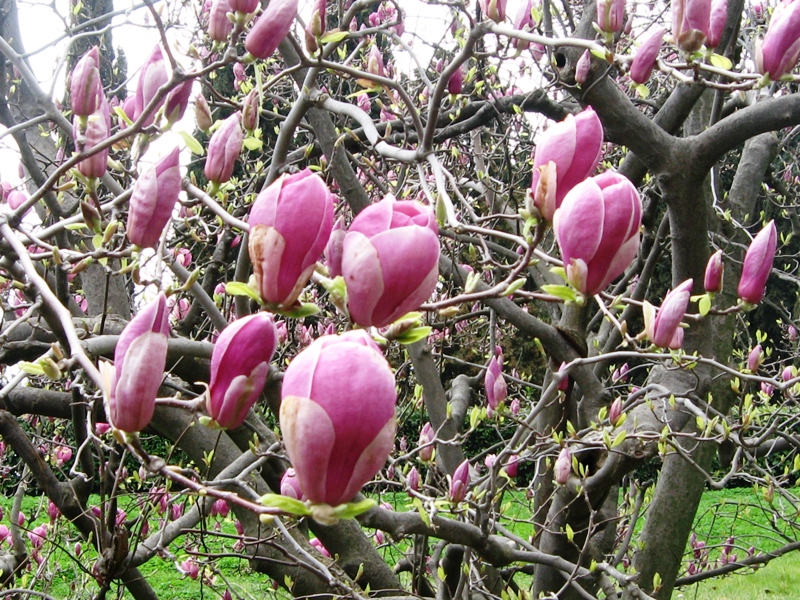 Image of Magnolia &times; soulangeana specimen.