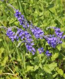Veronica teucrium