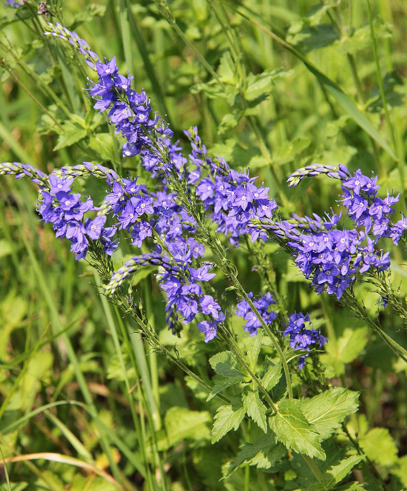 Изображение особи Veronica teucrium.