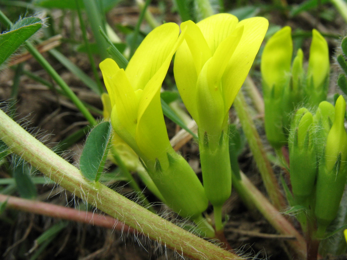 Изображение особи Astragalus chlorodontus.