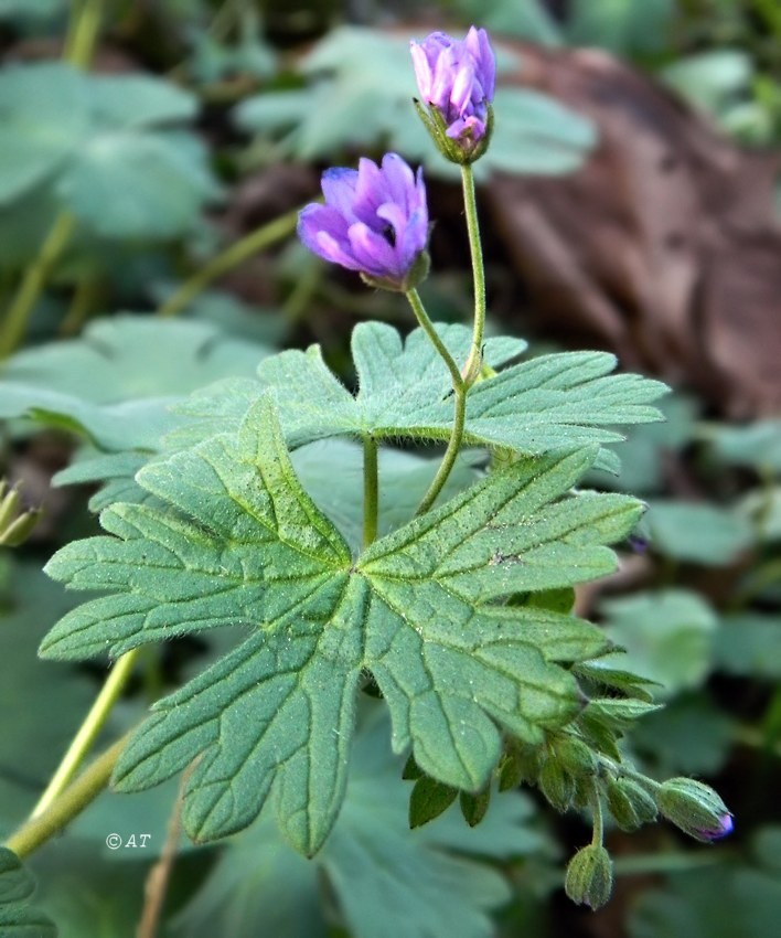 Изображение особи род Geranium.