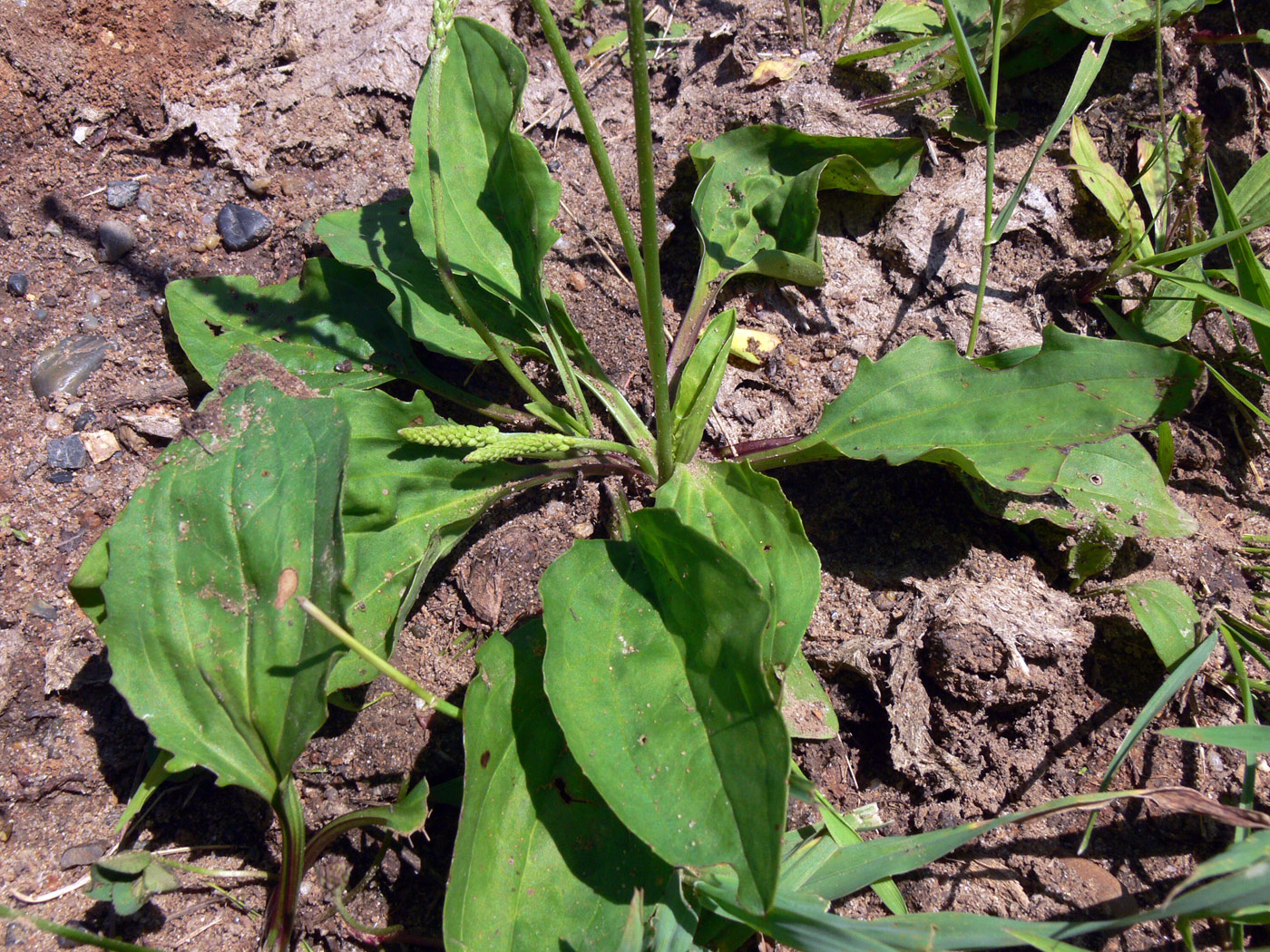 Image of Plantago major specimen.