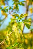 Acer negundo