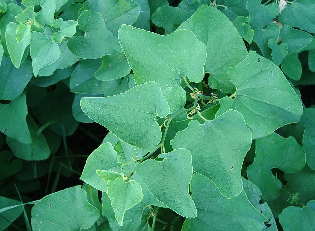 Изображение особи Aristolochia clematitis.