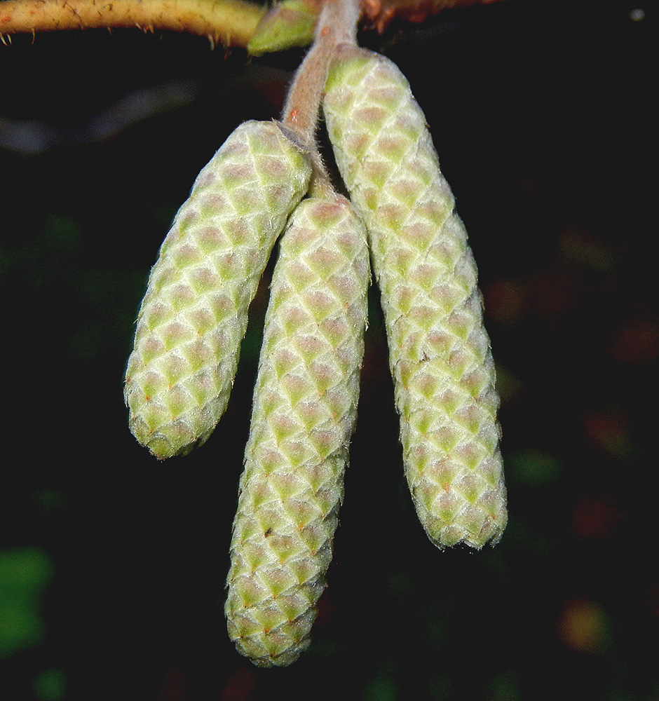 Изображение особи Alnus glutinosa.