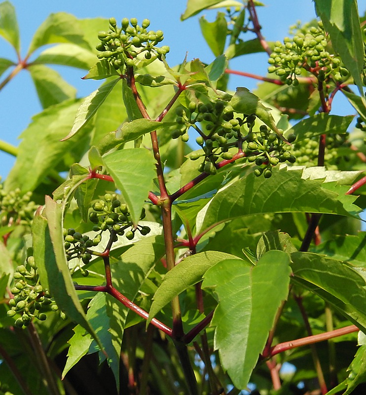 Image of Parthenocissus quinquefolia specimen.