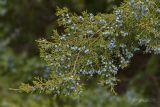 Juniperus virginiana. Ветвь с шишкоягодами. Молдова, Кишинев, Ботанический сад АН Молдовы. 05.04.2015.