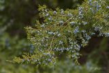 Juniperus virginiana