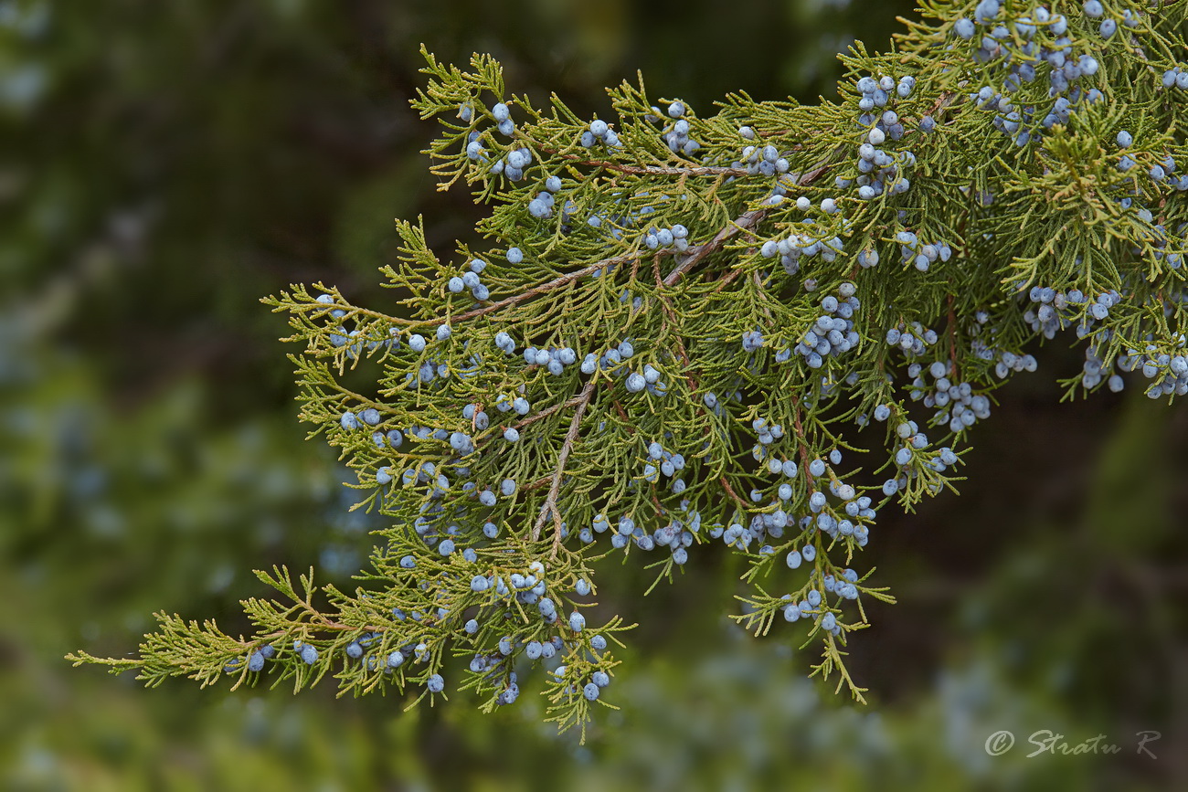 Изображение особи Juniperus virginiana.