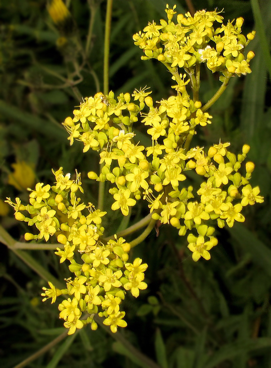 Image of Patrinia scabiosifolia specimen.