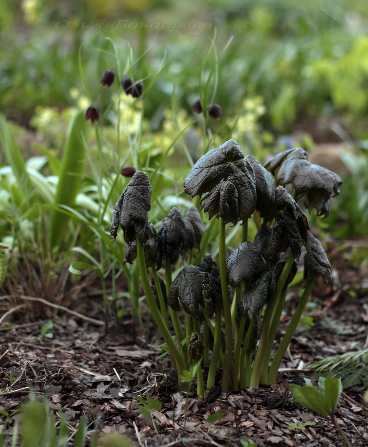 Изображение особи Diphylleia cymosa.