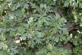 Crataegus pontica. Ветви с листьями. Узбекистан, Кашкадарьинская обл., Китабский р-н, перевал Тахтакарача, сухой каменистый склон, 1650 м н.у.м. 31 мая 2013 г.