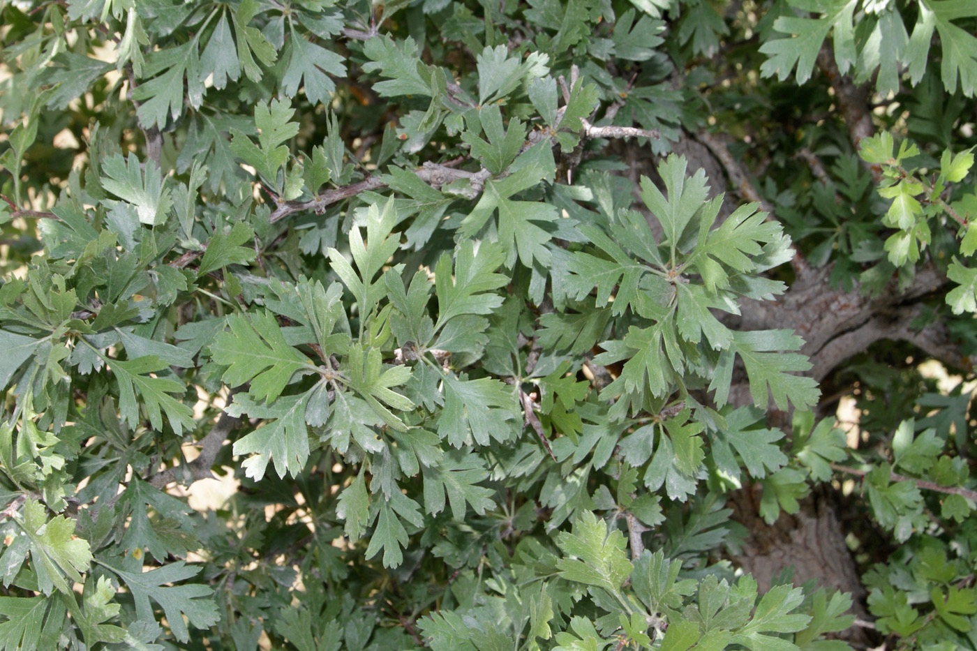 Изображение особи Crataegus pontica.