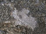 Lecanora allophana