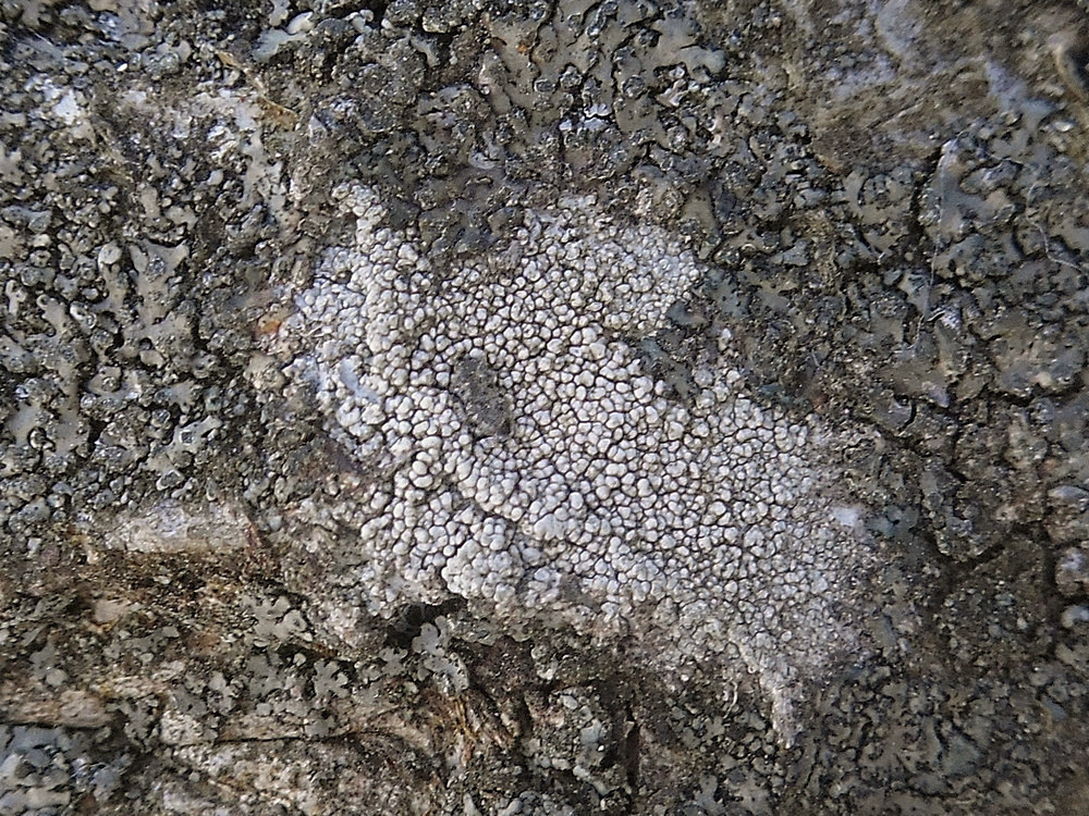 Изображение особи Lecanora allophana.