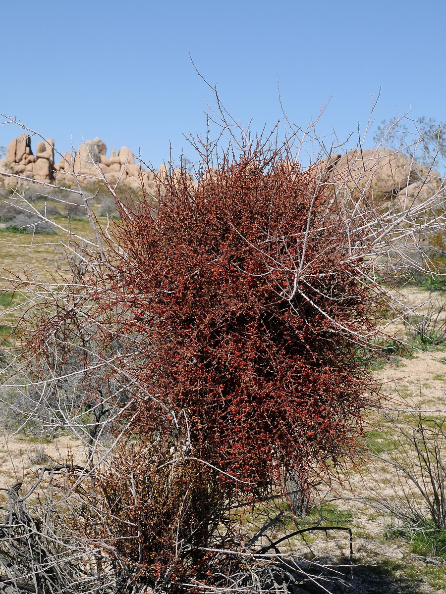 Image of Phoradendron californicum specimen.