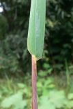 Phleum pratense. Часть побега с основанием листа (нижняя часть пластинки и охватывающее стебель влагалище). Амурская обл., Бурейский р-н, окр. с. Виноградовка, долина р. Асташиха, песчаная почва. 25.07.2016.