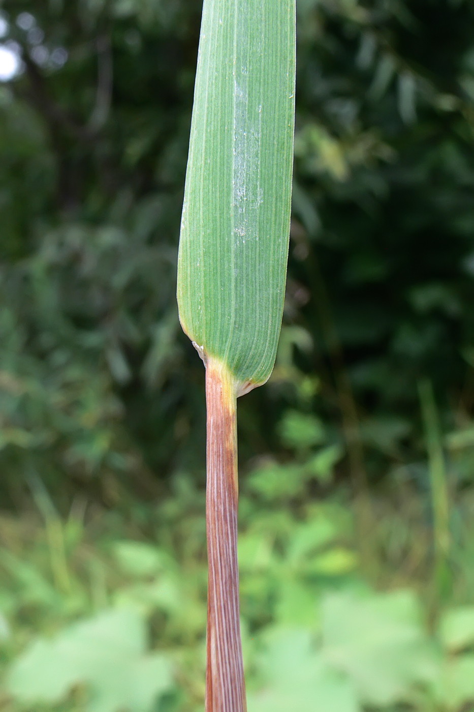 Image of Phleum pratense specimen.