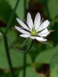 Stellaria graminea