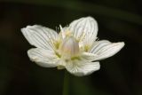 Parnassia palustris. Цветок. Костромская обл., окраина г. Кострома, долина р. Солонка, заболоченный участок. 21.07.2016.