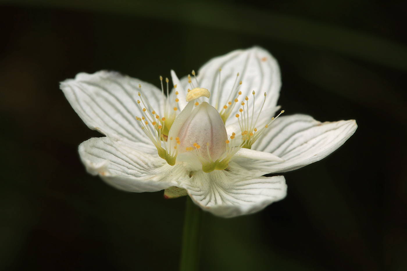 Image of Parnassia palustris specimen.