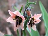 Fritillaria rugillosa