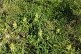 Pedicularis physocalyx. Цветущие растения. Восточный Казахстан, г. Усть-Каменогорск, восточные окр., Лесхоз, сопки. 09.05.2017.